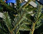 Москвичи удобные адреса для пунктов приема новогодних елок на экологичную переработку в акции «Елочный Круговорот»